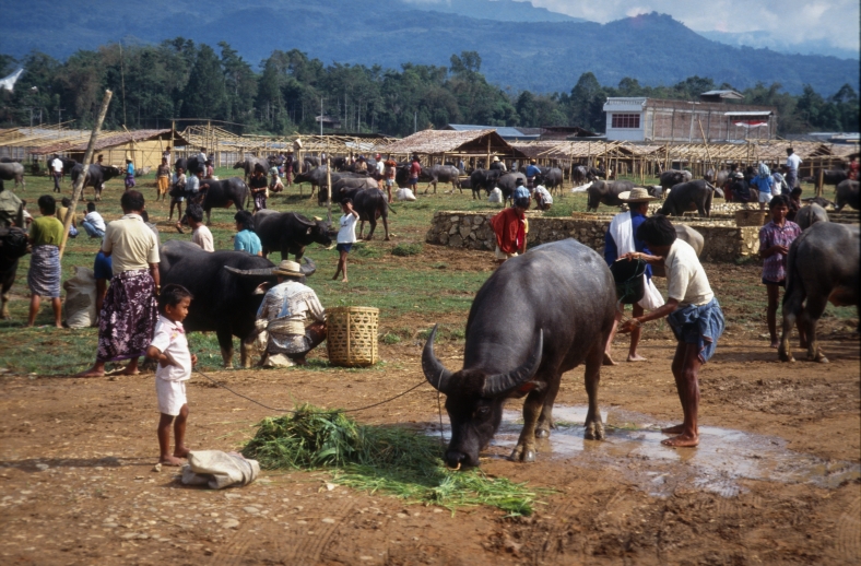 Ochsenmarkt auf Sulawesi